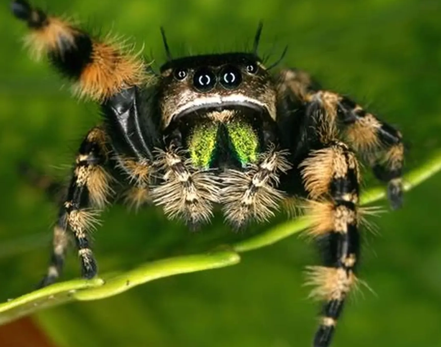 Are jumping spiders poisonous