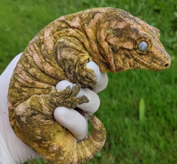 reptile feeding schedule