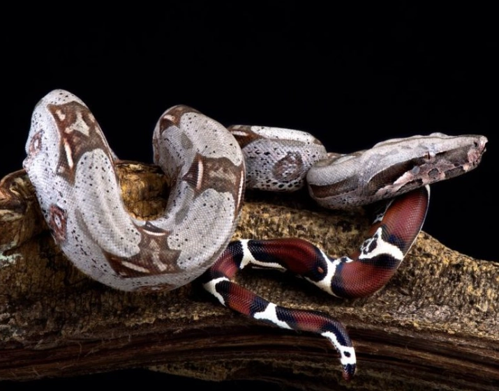 Red tailed boa venomous