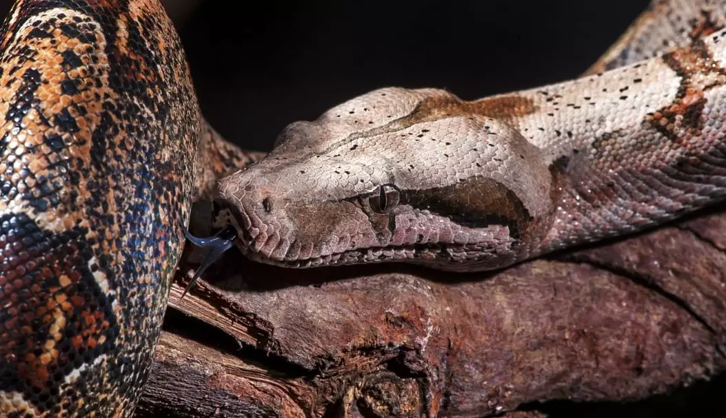 red tailed boa bite