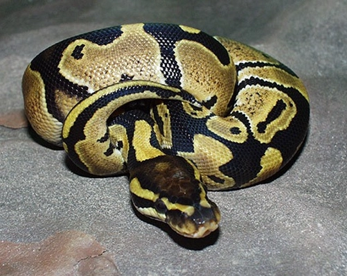 ball python lifespan