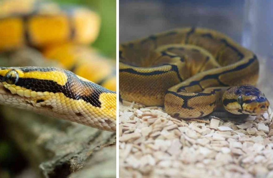 ball python lifespan
