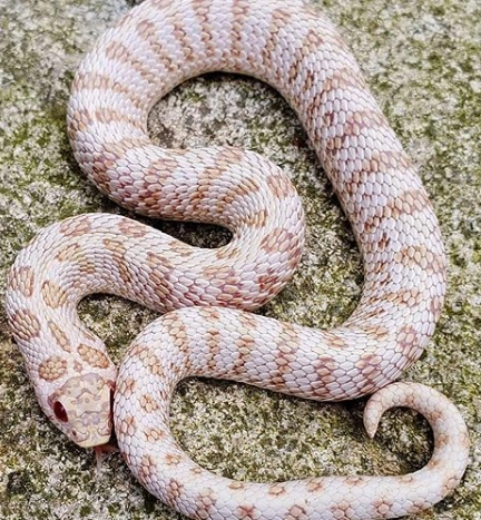 Hognose snake Albino