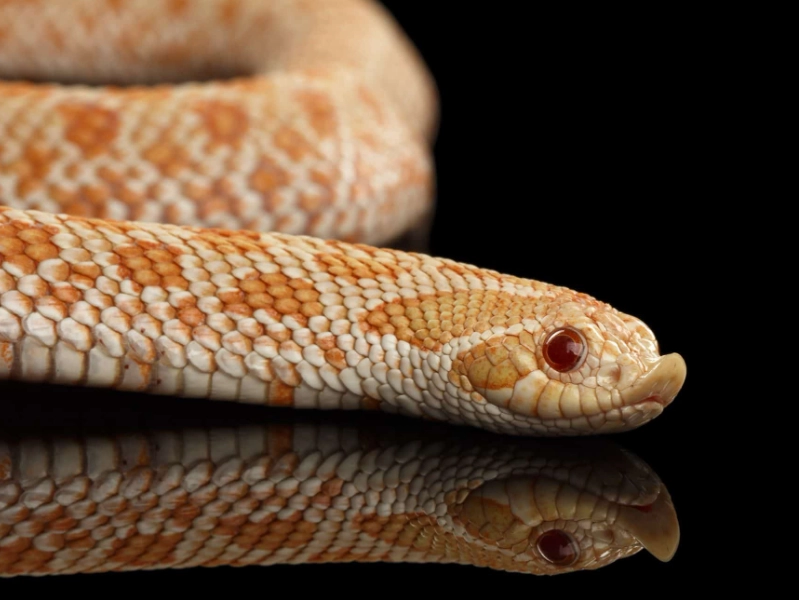 Hognose Snake Care