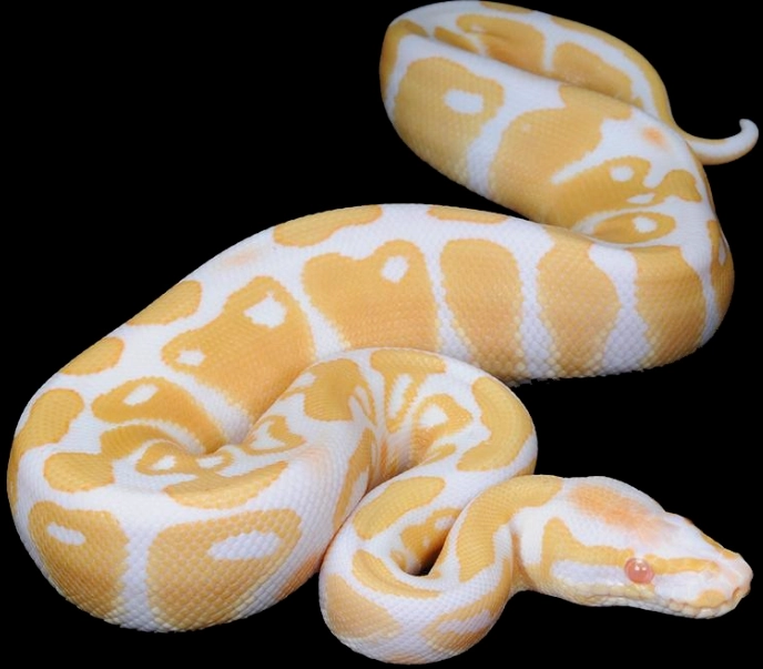 how long do ball pythons live