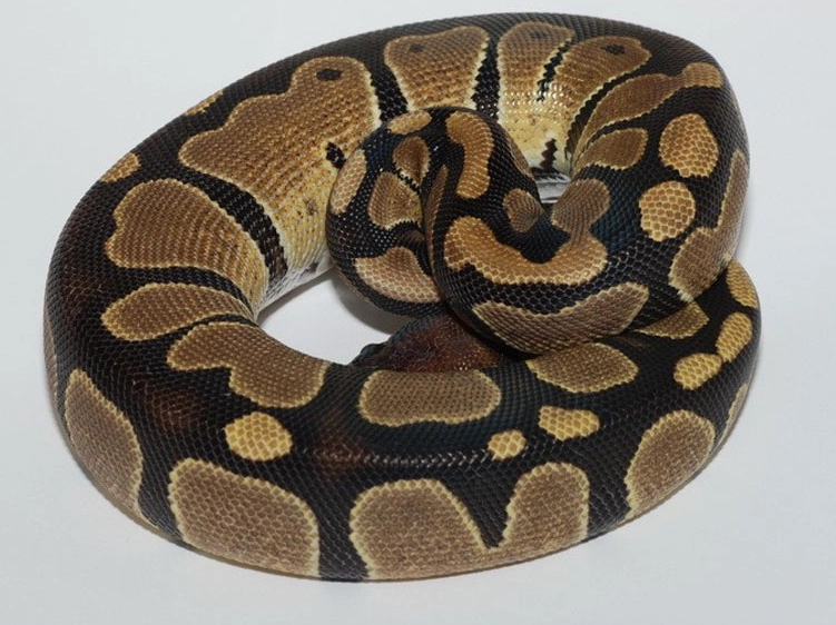 ball python care