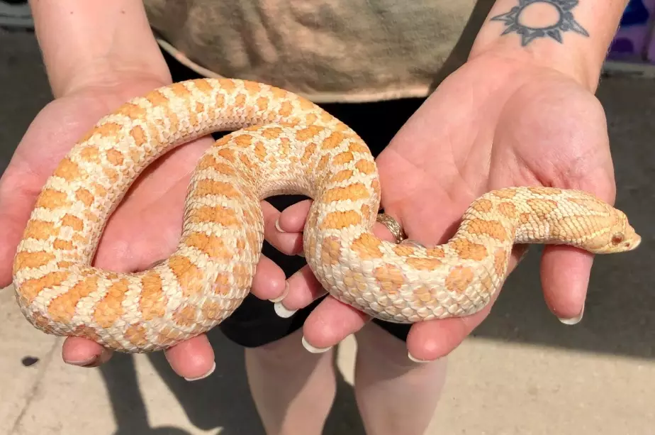 Albino Western Hognose