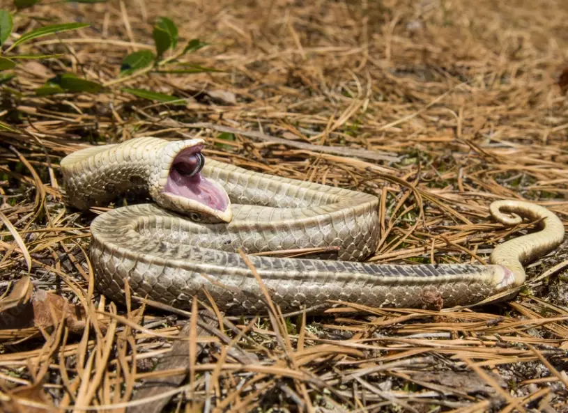 hognose snake behavior