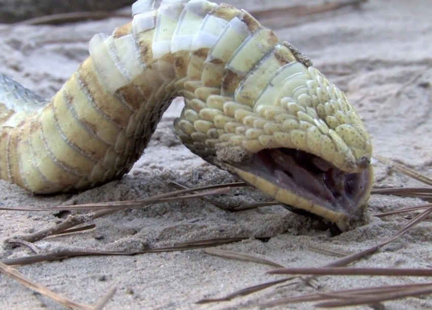 hognose snake behavior