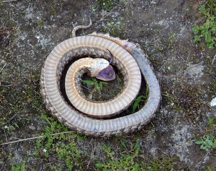 hognose snake playing dead