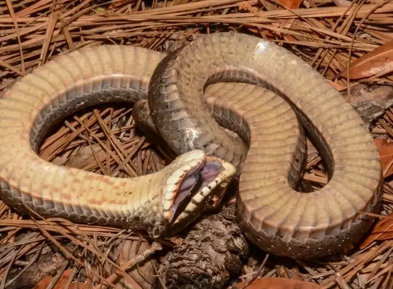 Hognose snake playing dead
