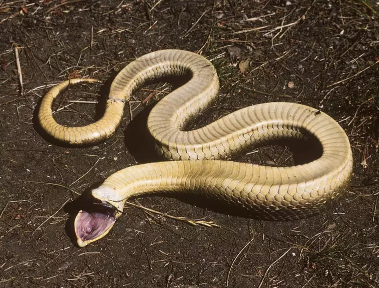 eastern hognose snake