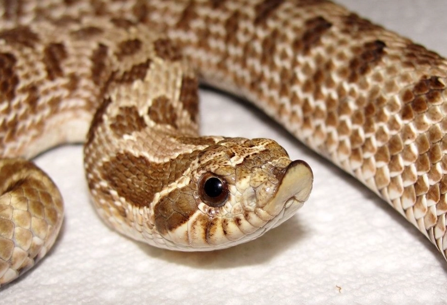western hognose snake for sale