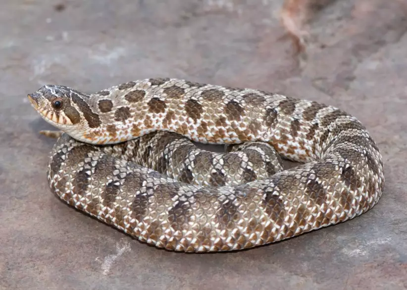 western hognose snake care