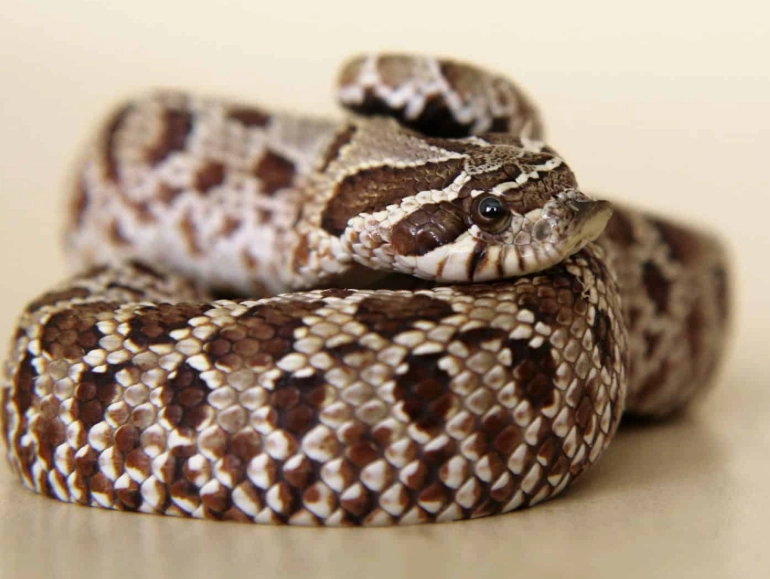 Western hognose snake