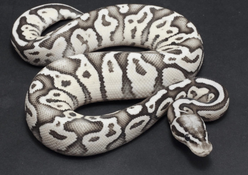 ball python care