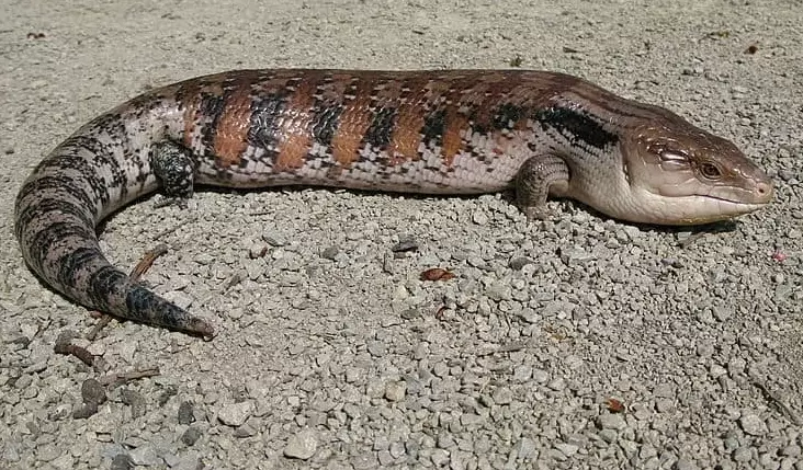 How big will a blue tongue skink get?