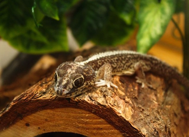 beginner gecko setup
