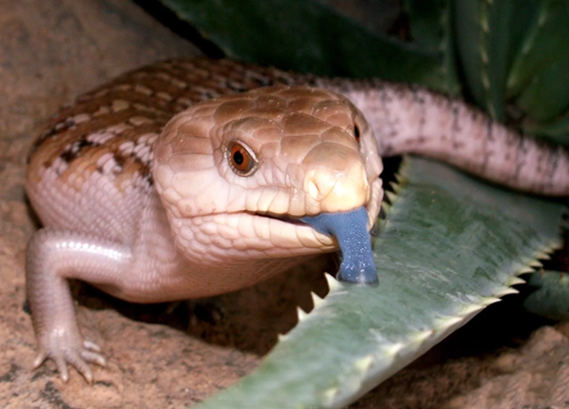 how big do blue tongue skinks get