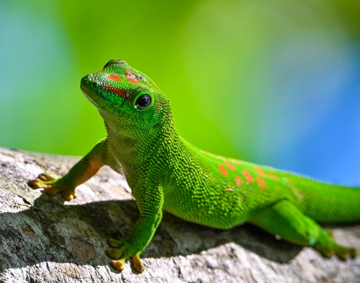 Paroedura picta care