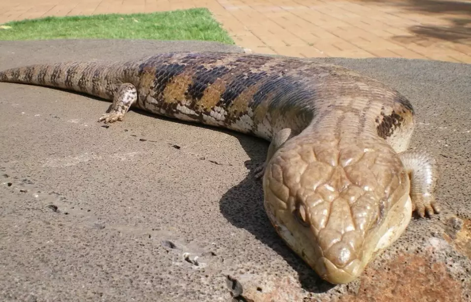 blue tongue skink full grown