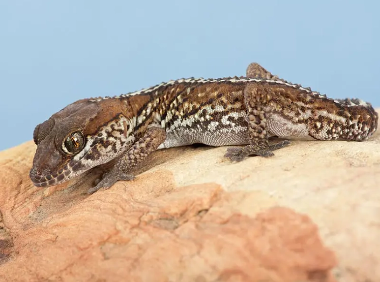 How do you take care of a Madagascar ground gecko?