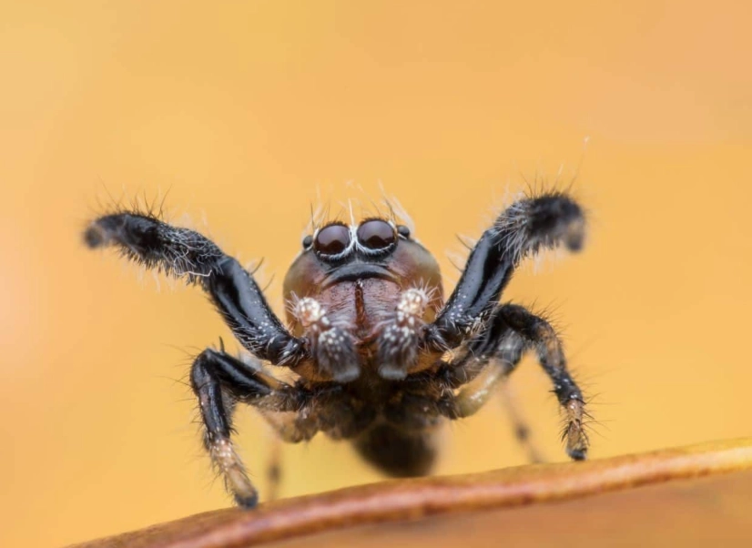 jumping spider pet