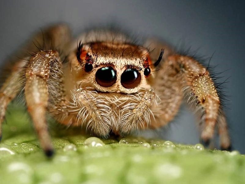 jumping spider behavior