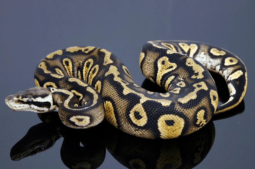 ball python morphs