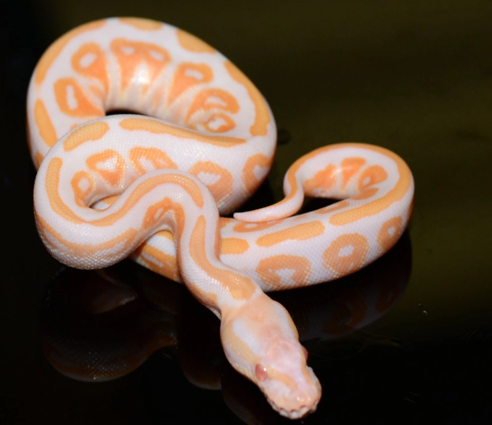ball python morphs