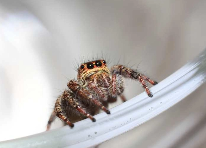 are jumping spiders friendly