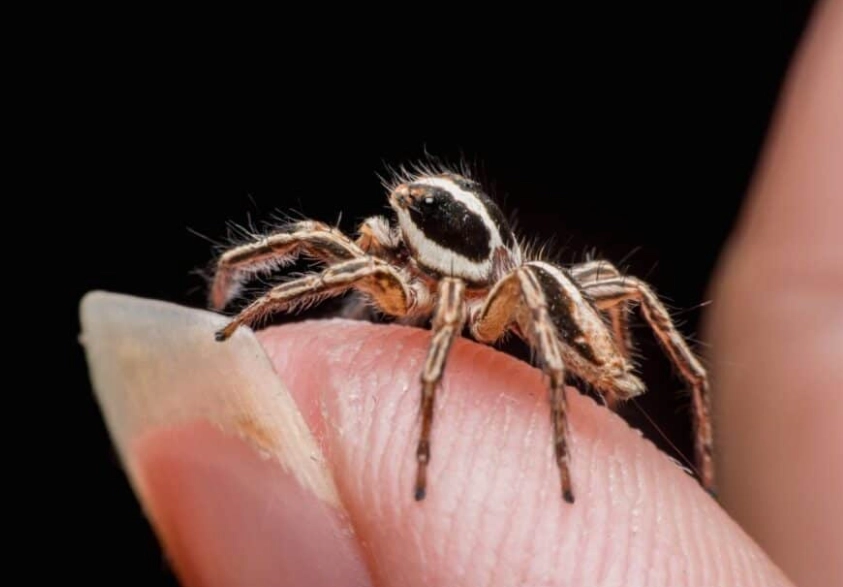 are jumping spiders friendly